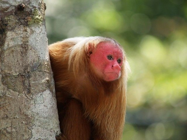 Thường sống thành bầy lớn. Một nhóm có thể lên tới hàng chục cá thể, liên kết bằng âm thanh và mùi đặc trưng. Ảnh: Pinterest.