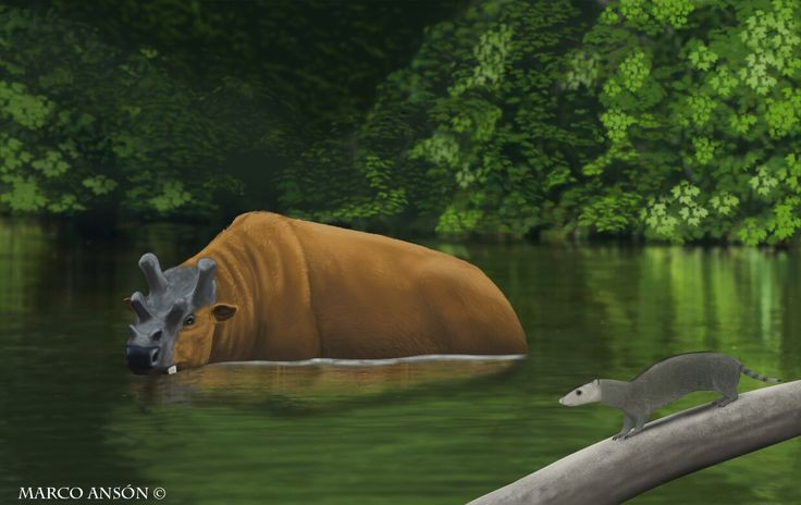 6. Não khá nhỏ so với cơ thể. Kích thước não của Uintatherium nhỏ bất thường, dẫn đến giả thuyết rằng chúng có khả năng tư duy kém. Ảnh: Pinterest.