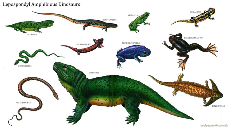 Dấu tích trong hóa thạch than đá. Phần lớn hóa thạch được tìm thấy trong các mỏ than ở châu Âu và Bắc Mỹ. Ảnh: Pinterest.