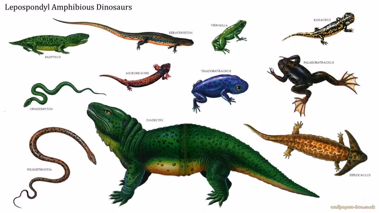 Dấu tích trong hóa thạch than đá. Phần lớn hóa thạch được tìm thấy trong các mỏ than ở châu Âu và Bắc Mỹ. Ảnh: Pinterest.