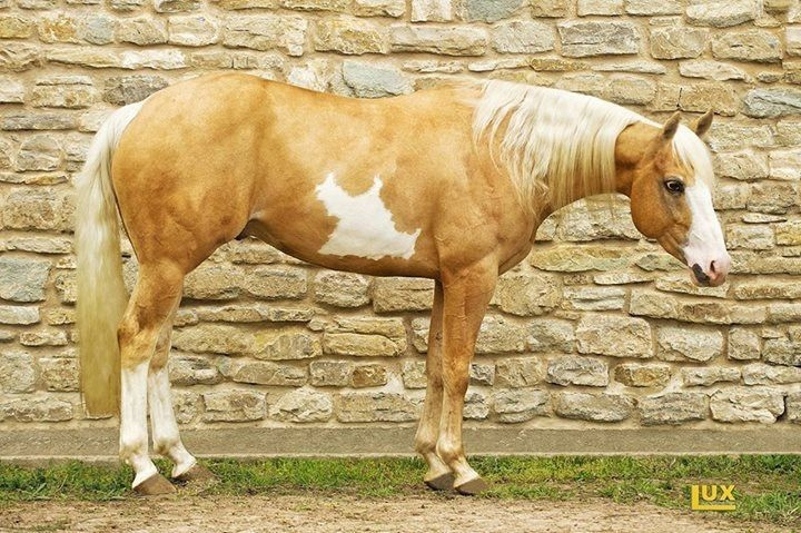 Giới hạn của việc ngủ đứng. Mặc dù có thể ngủ khi đứng, ngựa vẫn cần nằm xuống để bước vào giấc ngủ sâu (REM), giai đoạn quan trọng cho sự phục hồi thần kinh và thể chất. Ảnh: Pinterest.