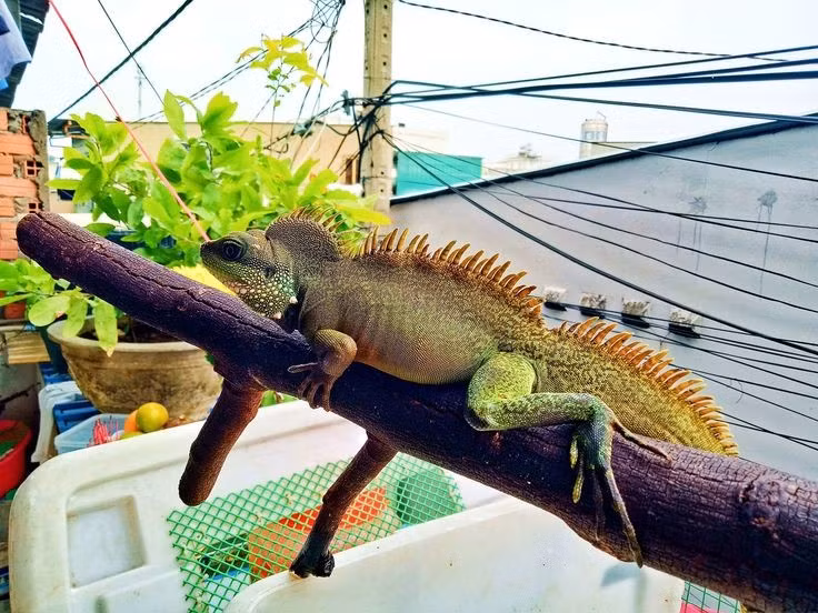 Tính khí khá nhút nhát. Dù có vẻ ngoài dữ dằn, rồng đất thường tránh xung đột và nhanh chóng bỏ chạy khi phát hiện nguy hiểm. Chúng chỉ tỏ ra hung hăng khi bị dồn ép hoặc trong mùa sinh sản. Ảnh: Pinterest.