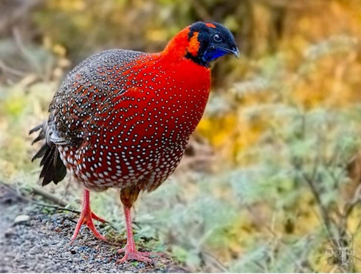 Làm tổ trên cây thay vì dưới đất. Khác với nhiều loài gà lôi, gà lôi tía sừng xanh thường làm tổ trên cây để tránh kẻ săn mồi, một chiến lược khá hiếm trong họ nhà gà. Ảnh: Pinterest.