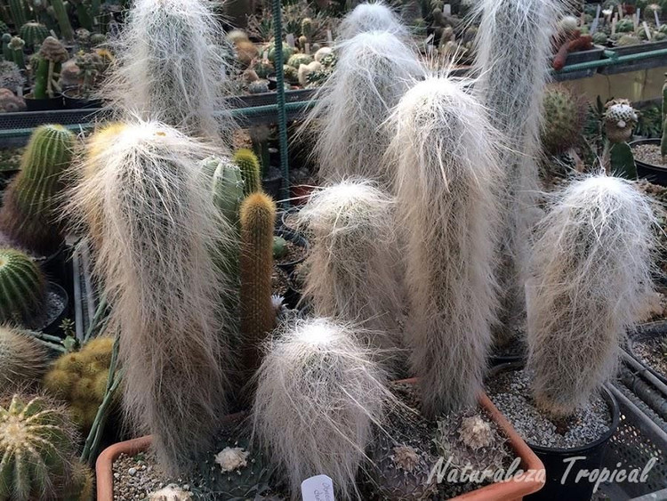 Đang bị đe dọa bởi khai thác quá mức. Việc thu hái tự nhiên để buôn bán khiến quần thể hoang dã của xương rồng bạch đầu ông dần suy giảm. Ảnh: Pinterest.