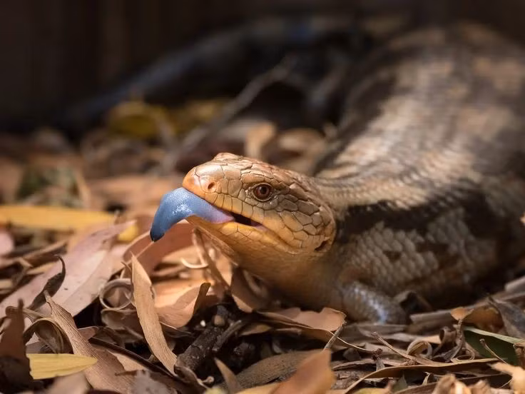 Tính cách tương đối hiền lành. Dù ngoại hình dữ dằn, thằn lằn bóng lưỡi xanh Đông Úc khá điềm tĩnh, ít hung hăng và thường chọn cách dọa nạt thay vì tấn công trực tiếp khi bị đe dọa. Ảnh: Pinterest.