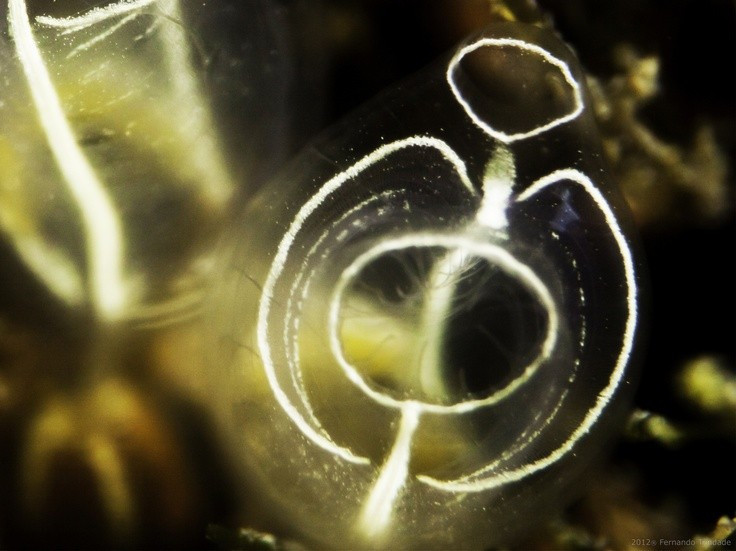 Những “máy lọc nước sống”. Một cá thể động vật có bao có thể lọc lượng nước biển lớn mỗi ngày để lấy thức ăn là vi sinh vật, góp phần làm sạch môi trường biển một cách tự nhiên. Ảnh: Pinterest.