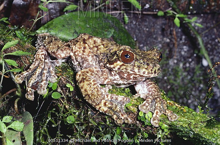 Sống gần như hoàn toàn trên cao. Loài này hiếm khi xuống mặt đất, dành phần lớn cuộc đời trên tán cây trong rừng mưa nhiệt đới. Ảnh: mindenpictures.com.