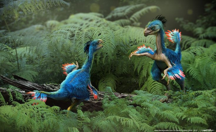 Caudipteryx được phát hiện ở Trung Quốc vào năm 1997. Hóa thạch Caudipteryx được tìm thấy tại tỉnh Liêu Ninh, nơi nổi tiếng với nhiều loài khủng long có lông vũ. Ảnh: Pinterest.