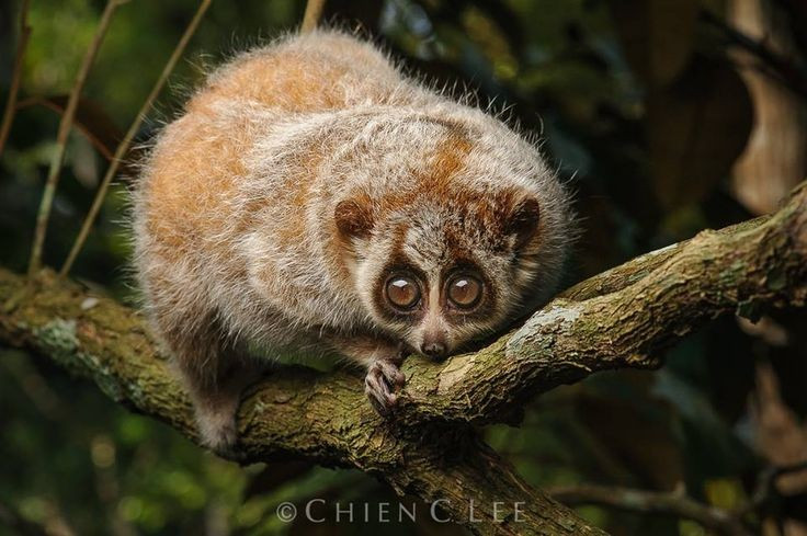 1. Cu li nhỏ là loài linh trưởng có độc hiếm hoi. Chúng tiết ra chất độc từ tuyến ở khuỷu tay và liếm lên răng để dùng khi tự vệ. Ảnh: Pinterest.