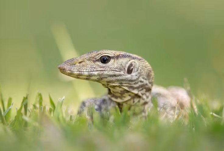 1. Là loài kỳ đà cỡ trung trong họ Kỳ đà (Varanidae). Khác với các họ hàng to lớn như kỳ đà hoa hay kỳ đà Komodo, kỳ đà vân có kích cỡ khiêm tốn hơn, dài khoảng 1,5 mét khi trưởng thành. Ảnh: Pinterest.