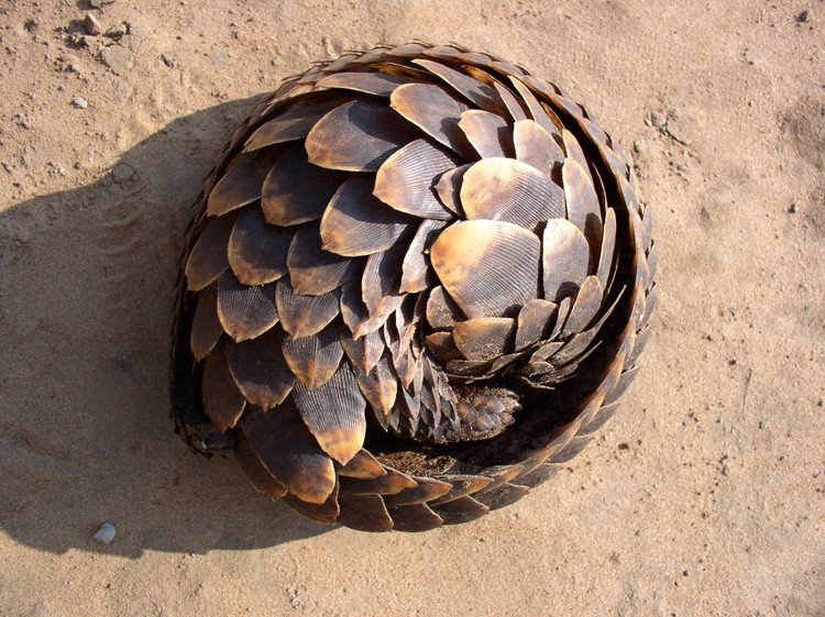 Pangolinler tehdit altında olduklarında kıvrılıp top gibi olurlar. Bu benzersiz savunma duruşu, insanlar hariç çoğu yırtıcının onlara zarar vermesini imkânsız kılar. Fotoğraf: Pinterest. Khi bị đe dọa, tê tê cuộn tròn như quả bóng. Tư thế phòng vệ đặc trưng này khiến hầu hết kẻ thù - trừ con người - không thể làm hại chúng. Ảnh: Pinterest.