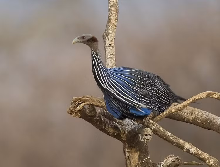 Chiến lược sinh tồn dựa vào cảnh giác tập thể. Khi kiếm ăn, đàn chim liên tục phát ra âm thanh để giữ liên lạc. Nếu một cá thể phát hiện nguy hiểm, cả đàn sẽ nhanh chóng chạy tản ra hoặc bay lên cành thấp gần đó. Ảnh: Pinterest.