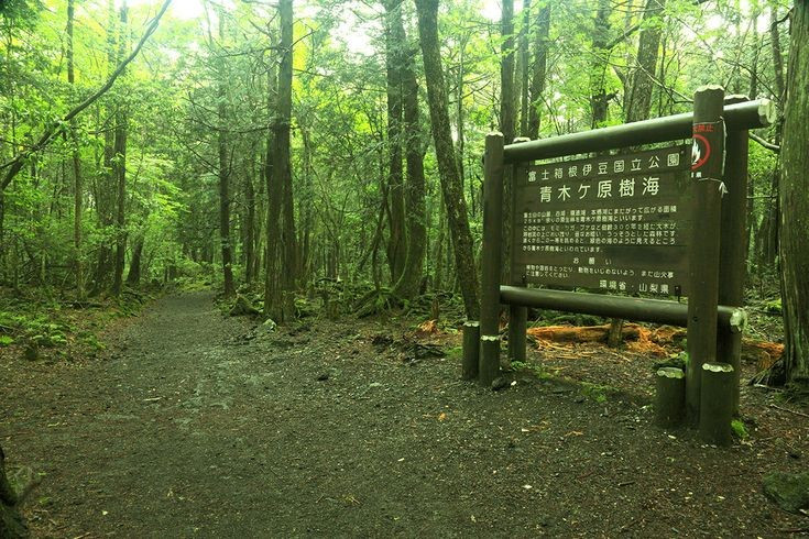 1. Biệt danh “khu rừng tự sát”. Aokigahara được biết đến là nơi có số lượng người tìm đến cái chết cao nhất ở Nhật Bản. Ảnh: Pinterest.