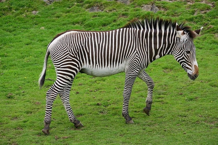 Tiếng kêu của chúng giống lừa hơn là ngựa. Thay vì hí như ngựa, ngựa vằn Grévy phát ra âm thanh trầm và dài – đặc trưng của loài lừa, phản ánh mối quan hệ tiến hóa gần gũi giữa chúng. Ảnh: Pinterest.