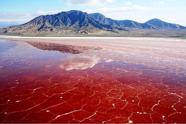 1. Màu nước thay đổi theo mùa. Do sự phát triển của vi khuẩn halophile và tảo, nước hồ Natron thường có màu đỏ, hồng hoặc cam – trong đó nổi bật là màu đỏ - tạo nên một khung cảnh siêu thực. Ảnh: Pinterest.