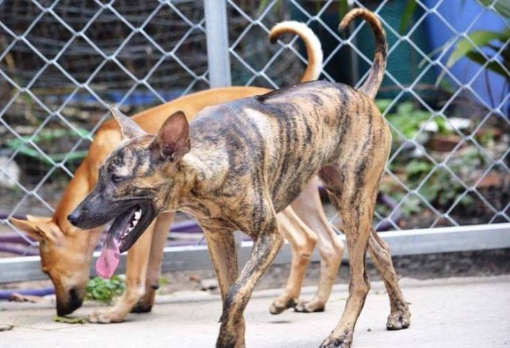 7. Tính cách trung thành. Chúng đặc biệt trung thành với chủ, sẵn sàng bảo vệ gia đình và lãnh thổ trước mọi nguy cơ. Ảnh: Pinterest.