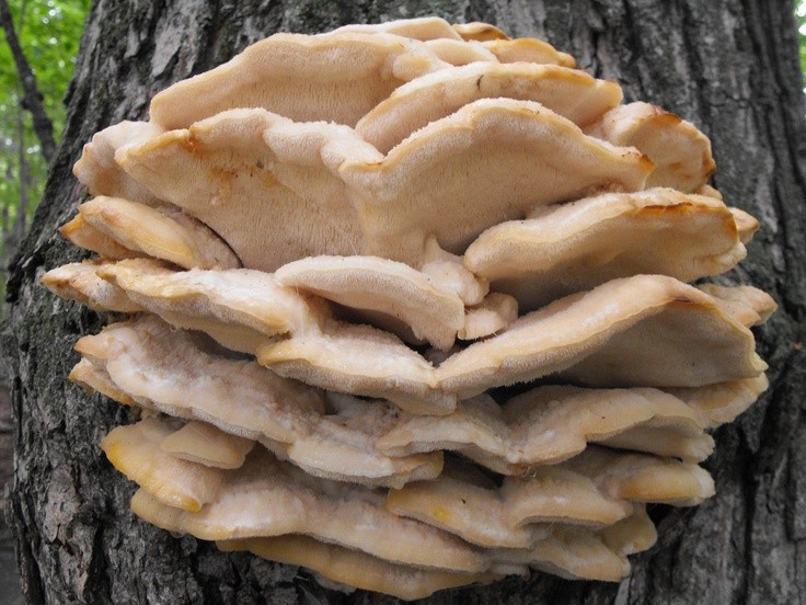 Phân bố rộng ở Bắc Mỹ và châu Âu. Loài nấm này xuất hiện phổ biến tại các khu rừng ôn đới Bắc Mỹ và châu Âu, thường mọc vào cuối xuân đến mùa thu khi độ ẩm cao. Ảnh: Pinterest.