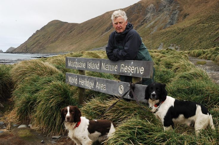 Từng bị xâm lấn nghiêm trọng bởi loài ngoại lai. Trong thế kỷ 19 và 20, con người đưa thỏ, mèo và chuột lên đảo, gây tàn phá nghiêm trọng hệ sinh thái bản địa. Điều này dẫn đến sự suy giảm của nhiều loài chim và thực vật. Ảnh: Pinterest.