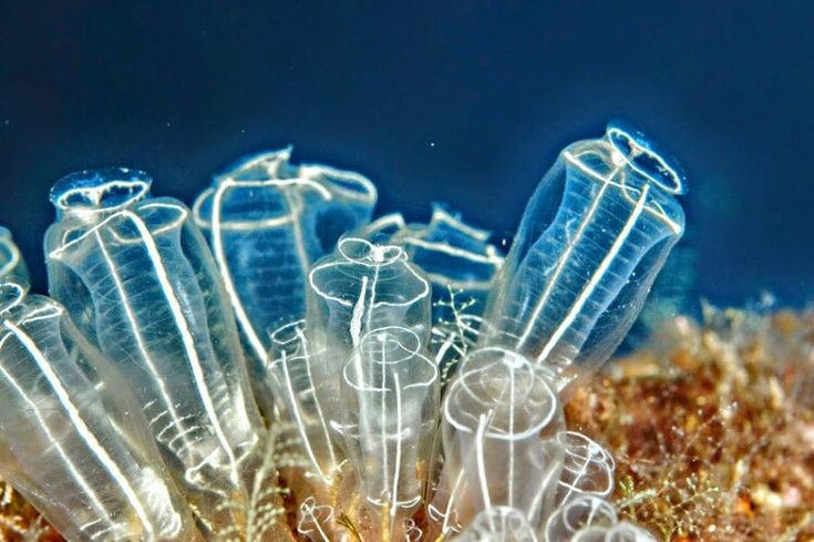 Cơ thể được bao bọc bởi chất giống cellulose. Lớp “áo” ngoài của chúng – gọi là tunic – chứa tunicin, một hợp chất gần giống cellulose ở thực vật, điều hiếm thấy trong giới động vật. Ảnh: Pinterest.