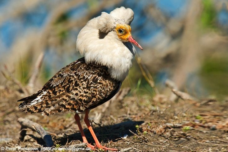 Chiến thuật sinh sản đa dạng. Không chỉ có trống “chiến binh”, loài này còn có các cá thể trống “vệ tinh” và “giả mái”, áp dụng chiến thuật khác nhau để tăng cơ hội sinh sản trong cùng một bãi giao phối. Ảnh: Pinterest.