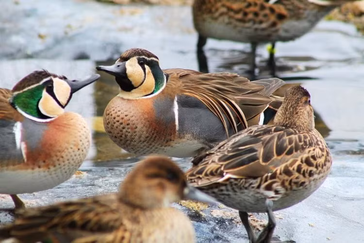 Con trống nổi bật hơn con mái. Trong khi con trống có màu sắc rực rỡ, con mái lại có bộ lông nâu xám giúp ngụy trang tốt hơn khi ấp trứng. Ảnh: tragopan.ca.