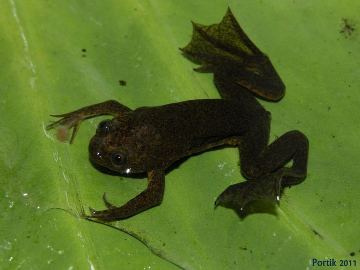 Không có màng nhĩ bên ngoài. Một đặc điểm lạ khác của nhóm ếch này là không có màng nhĩ rõ ràng như nhiều loài ếch khác. Điều này khiến chúng trông khá khác lạ về mặt giải phẫu. Tuy vậy, chúng vẫn có khả năng cảm nhận rung động và âm thanh trong môi trường nước. Ảnh: Pinterest.