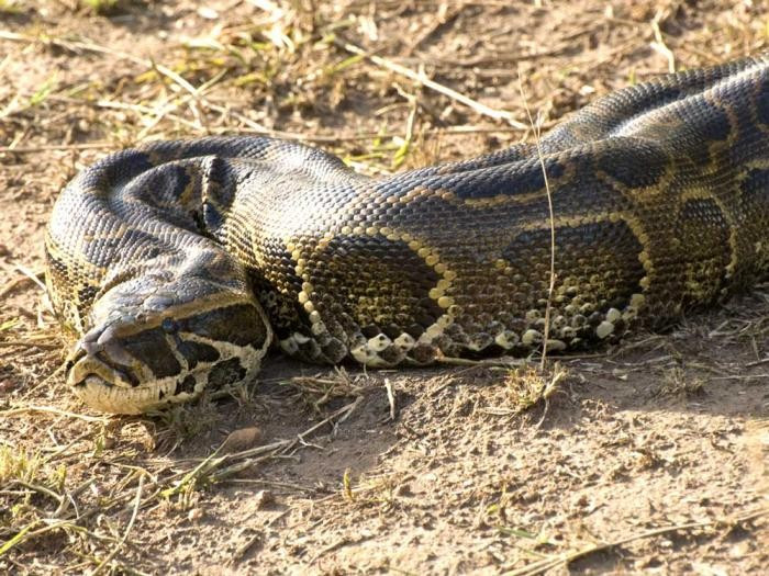 Chúng không có nọc độc nhưng cực kỳ nguy hiểm. Sức mạnh siết của trăn đá có thể phá gãy xương sườn và làm ngạt thở những con mồi lớn chỉ trong vài phút. Ảnh: biolib.cz.