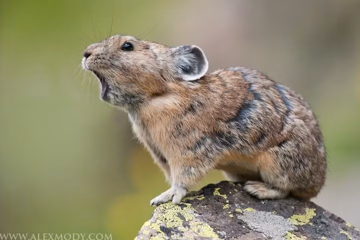 Nhạy cảm với nhiệt và dễ bị sốc nóng. Nhiệt độ trên 25°C có thể gây nguy hiểm cho thỏ pika. Ảnh: Pinterest.