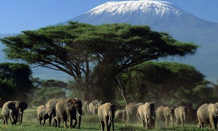 Nằm ngay dưới chân núi Kilimanjaro. Dù núi Kilimanjaro thuộc lãnh thổ Tanzania, tầm nhìn biểu tượng của ngọn núi tuyết lại đẹp nhất khi quan sát từ Amboseli ở Kenya. Ảnh: Pinterest.