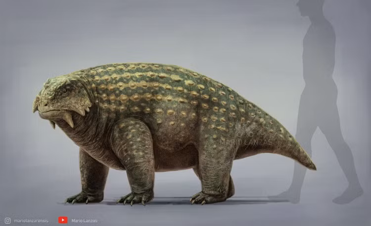 Là loài ăn thực vật. Hàm rộng và răng cùn cho phép chúng nghiền các loại cây cứng của kỷ Permi. Ảnh: Pinterest.