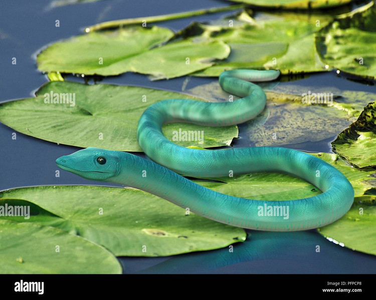 Chiều dài đáng nể. Một số hóa thạch cho thấy Phlegethontia có thể dài hơn 90 cm. Ảnh: alamy.com.