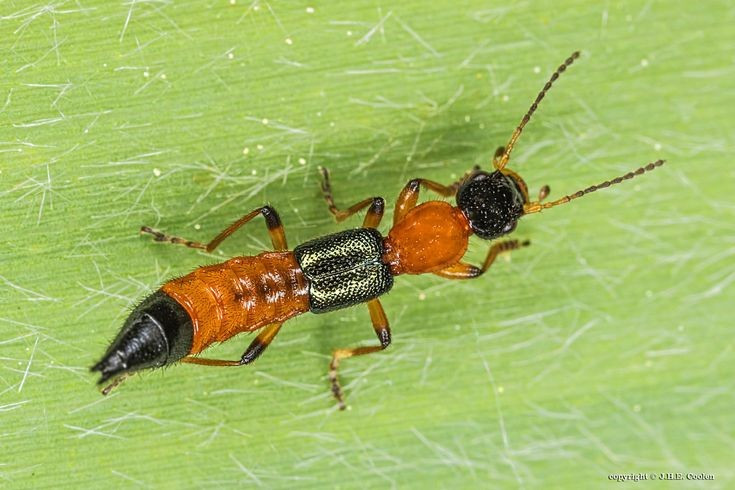 7. Không nên giết bằng cách chà xát. Khi thấy kiến ba khoang bò trên người, tốt nhất nên thổi hoặc nhẹ nhàng hất chúng ra thay vì đập chết, vì động tác chà xát sẽ làm chất độc lan ra da. Ảnh: Pinterest.