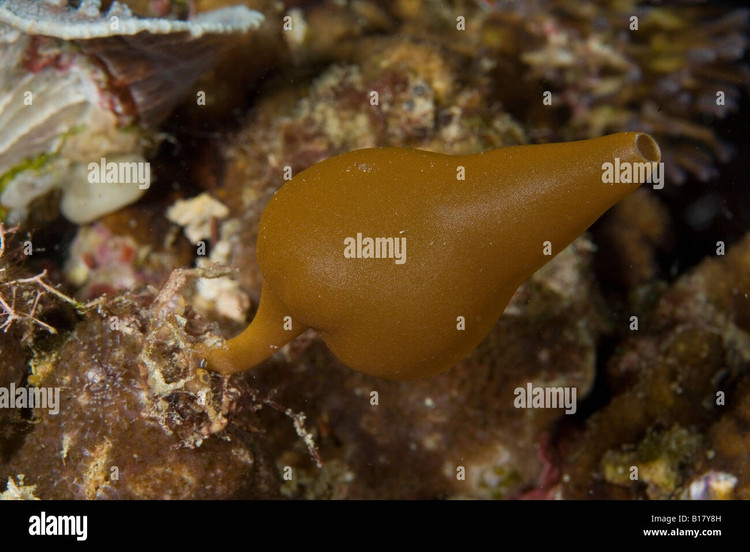 Đóng vai trò quan trọng trong hệ sinh thái. Bằng cách lọc một lượng lớn nước biển mỗi ngày, hải miên góp phần làm sạch môi trường và tái chế chất dinh dưỡng. Sự hiện diện của chúng giúp duy trì cân bằng sinh thái tại các rạn san hô và vùng đáy biển nông. Ảnh: alamy.com.