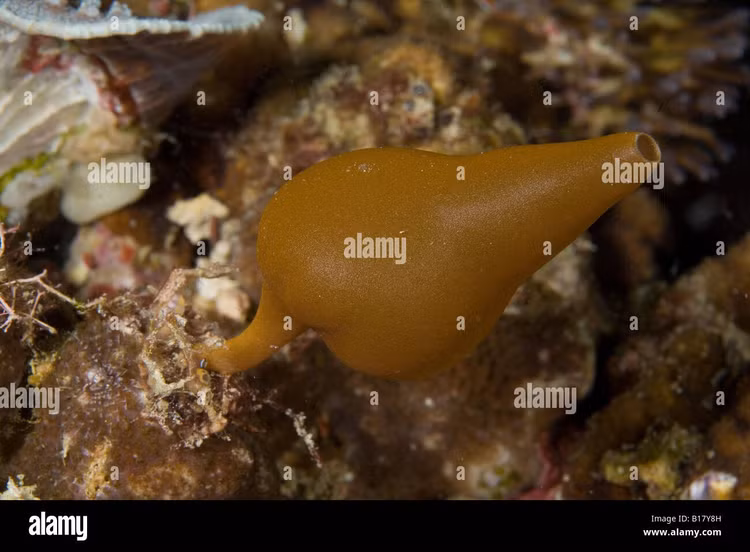 Đóng vai trò quan trọng trong hệ sinh thái. Bằng cách lọc một lượng lớn nước biển mỗi ngày, hải miên góp phần làm sạch môi trường và tái chế chất dinh dưỡng. Sự hiện diện của chúng giúp duy trì cân bằng sinh thái tại các rạn san hô và vùng đáy biển nông. Ảnh: alamy.com.