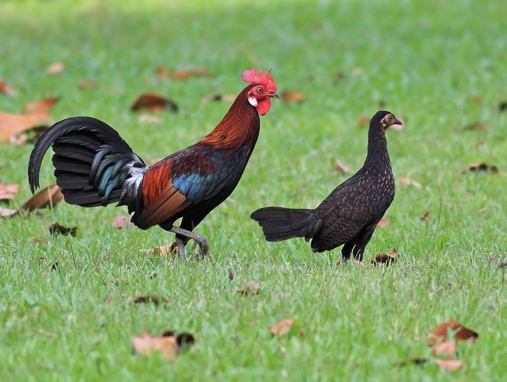 6. Là loài đa thê, trống giao phối với nhiều mái. Gà rừng trống thường có một "hậu cung" gồm nhiều gà mái, và chúng cạnh tranh quyết liệt bằng cách chiến đấu hoặc phô diễn để giành quyền sinh sản. Ảnh: Pinterest.