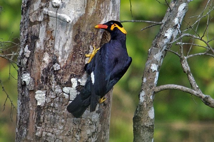 6. Thường được nuôi làm vật cưng. Do khả năng “nói” và tính cách thân thiện, yểng được nuôi rộng rãi như một loài thú cưng, nhất là tại các nước châu Á. Ảnh: Pinterest.