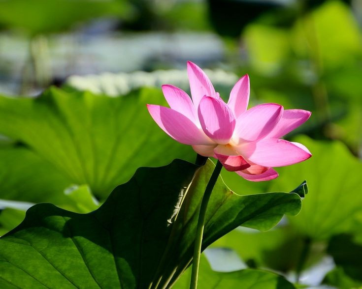 Thường bị nhầm với hoa súng. Dù trông hơi giống hoa súng, sen thuộc họ riêng Nelumbonaceae, khác biệt rõ rệt với súng về cấu trúc lá và cách mọc. Ảnh: Pinterest.