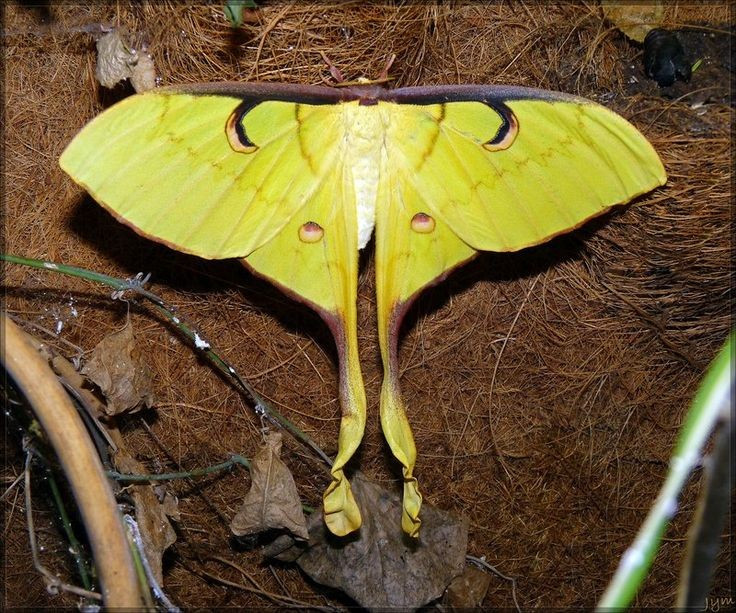 1. Cánh đuôi dài như ruy băng. Đặc điểm nổi bật nhất của bướm đuôi dài xanh lá chuối là cặp cánh sau có đuôi dài uốn cong như ruy băng mềm mại, giúp ngụy trang và xua đuổi kẻ thù. Ảnh: Pinterest.