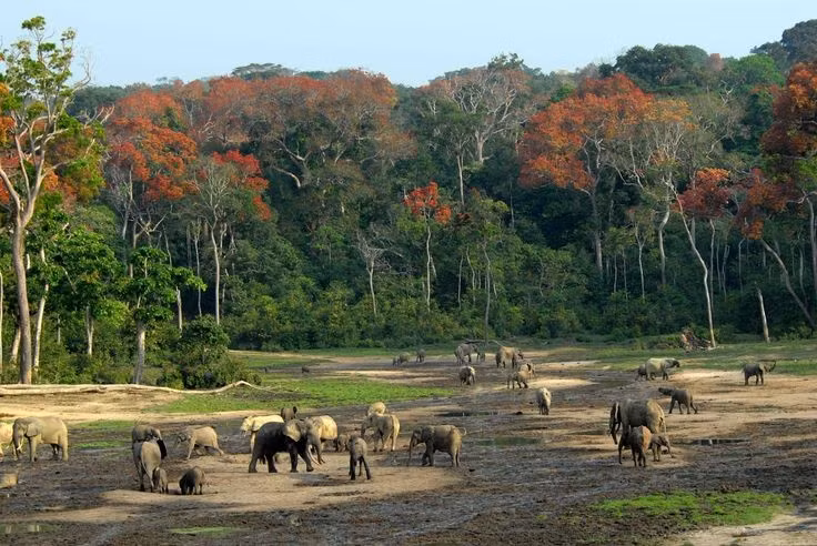 Đang trên bờ tuyệt chủng. Theo IUCN, voi rừng châu Phi hiện nằm trong danh sách “Cực kỳ nguy cấp”, do mất môi trường sống và nạn săn trộm. Ảnh: Pinterest.