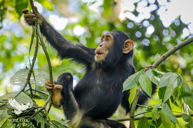 Tinh tinh biết chế tạo vũ khí. Một số quần thể ở Tây Phi được ghi nhận đã gọt nhọn cành cây để dùng như giáo săn mồi nhỏ. Ảnh: Pinterest.