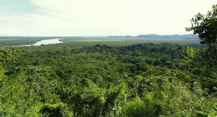 Nằm gần “cầu nối sinh học” giữa hai châu lục. Vườn quốc gia Los Katíos nằm ở khu vực gần Darién Gap, vùng đất rừng rậm nối liền Trung Mỹ và Nam Mỹ. Nhờ vị trí này, Los Katíos trở thành hành lang sinh học quan trọng giúp nhiều loài động thực vật di cư và lan tỏa giữa hai lục địa. Ảnh: Pinterest.