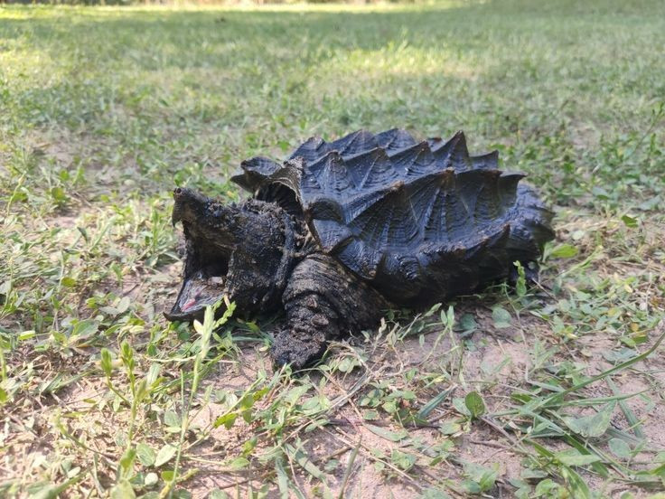 Phân bố chủ yếu ở Bắc Mỹ. Loài này sinh sống trong các hệ thống sông lớn như lưu vực Mississippi ở Mỹ, nơi có dòng nước chậm và nhiều bùn. Ảnh: Pinterest.