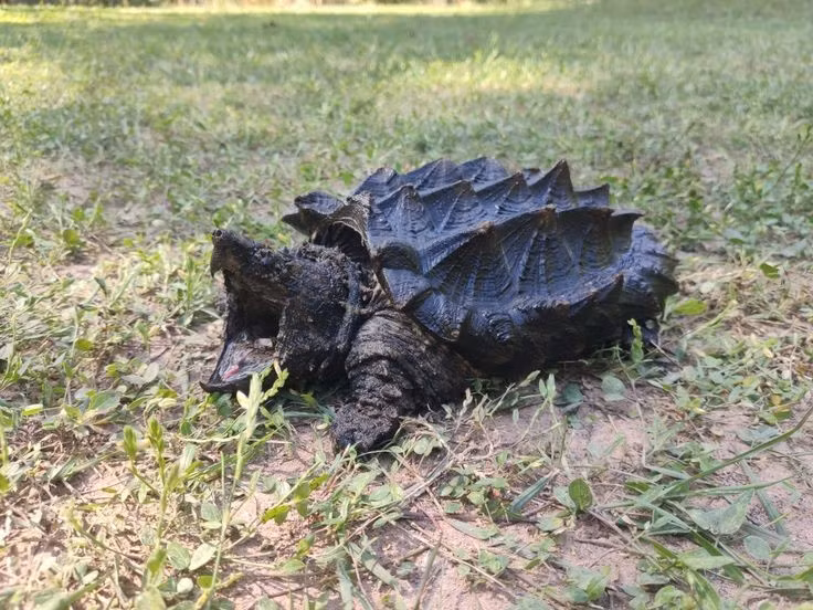 Phân bố chủ yếu ở Bắc Mỹ. Loài này sinh sống trong các hệ thống sông lớn như lưu vực Mississippi ở Mỹ, nơi có dòng nước chậm và nhiều bùn. Ảnh: Pinterest.