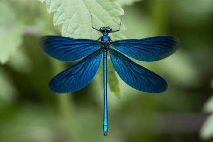 Có khả năng bay rất linh hoạt. Mặc dù cơ thể nhỏ, chuồn chuồn kim có khả năng bay rất khéo léo. Chúng có thể bay chậm rãi, lơ lửng hoặc chuyển hướng nhanh giữa các cành cây, giúp tránh kẻ thù và săn mồi hiệu quả. Ảnh: Pinterest.