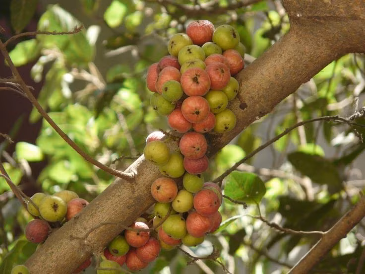 Thực phẩm dân dã giàu dinh dưỡng. Quả sung được sử dụng trong nhiều món ăn truyền thống, chứa chất xơ, vitamin và khoáng chất có lợi cho sức khỏe. Ảnh: Pinterest.