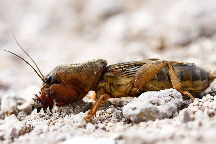 Tiếng kêu vang xa đáng kinh ngạc. Dế trũi đực phát ra âm thanh đặc trưng để thu hút con cái, thường vào ban đêm. Chúng tạo ra tiếng kêu trong những đường hầm được thiết kế như chiếc loa cộng hưởng, giúp âm thanh vang xa hơn so với khi ở trên mặt đất. Ảnh: Pinterest.