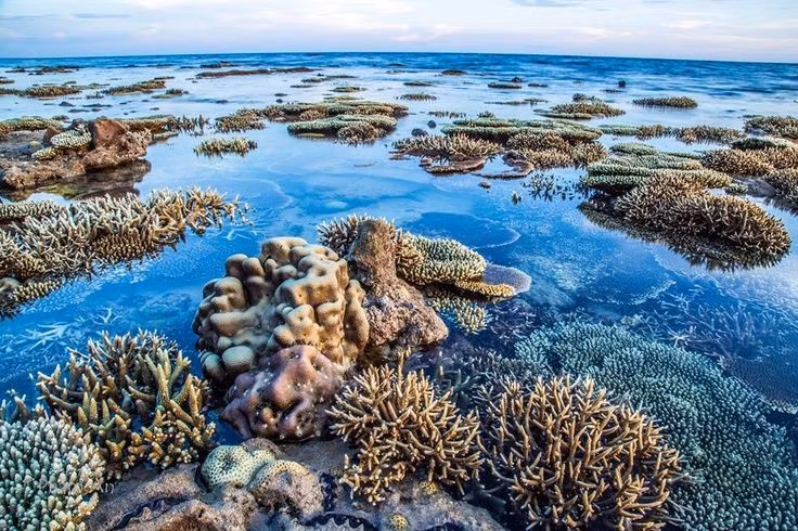 Hệ sinh thái biển đa dạng bậc nhất Việt Nam. Côn Đảo sở hữu hơn 1.300 loài sinh vật biển, từ san hô, cỏ biển đến các loài cá quý hiếm, tạo nên một trong những hệ sinh thái phong phú nhất cả nước. Ảnh: Pinterest.