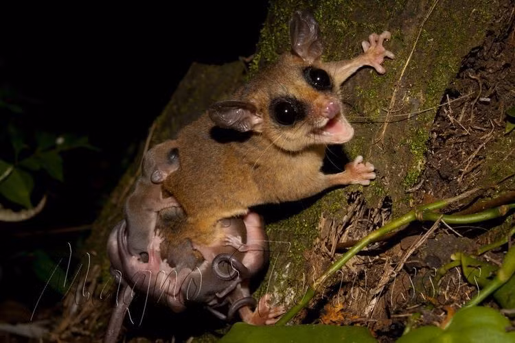 Không có túi như nhiều loài thú có túi khác. Khác với chuột túi hay nhiều loài opossum lớn, chuột túi cây Robinson không có túi thật sự. Con non sau khi sinh sẽ bám trực tiếp vào các núm vú nằm trên bụng mẹ và được che chở nhờ lớp lông bụng và tư thế cuộn tròn của mẹ. Ảnh: alchetron.com.