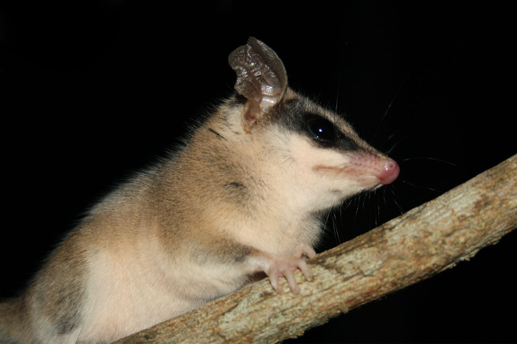 Phân bố rộng ở châu Mỹ nhiệt đới. Chuột túi cây Robinson sinh sống ở nhiều khu vực từ Trung Mỹ đến Bắc Nam Mỹ, bao gồm các quốc gia như Panama, Colombia, Venezuela và một phần Brazil. Chúng thường xuất hiện trong rừng khô, rừng mưa nhiệt đới và cả những khu rừng thứ sinh gần khu dân cư. Ảnh: windows.net.