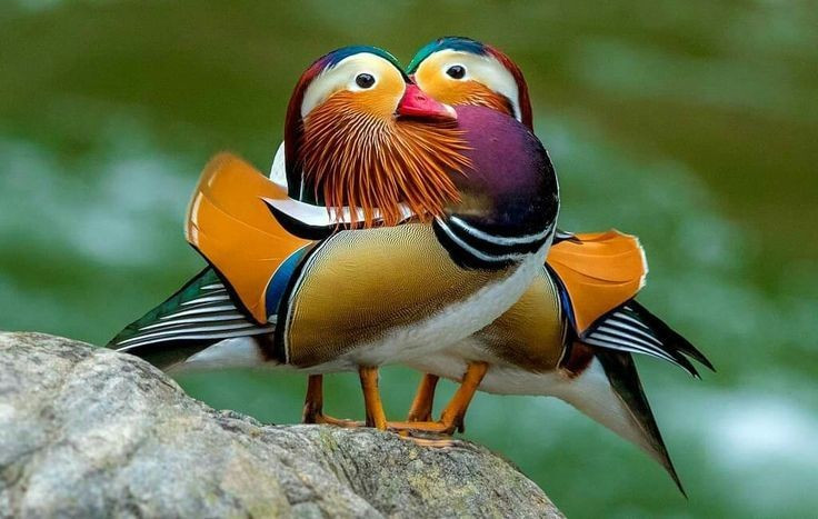 1. Con trống có bộ lông rực rỡ bậc nhất trong các loài vịt. Uyên ương trống sở hữu bộ lông đa sắc với màu cam, tím, xanh và trắng, cùng chiếc mào dựng đặc trưng và hai “cánh buồm” đứng thẳng như chiếc quạt phía sau. Ảnh: Pinterest.